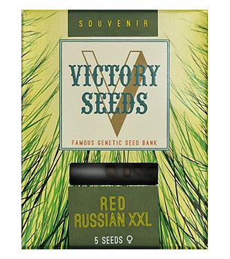 Red Russian XXL > Victory Seeds | Feminisierte Hanfsamen  |  Indica