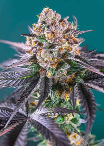 Red Strawberry Banana Auto > Sweet Seeds | Cannabis seeds recommendations  |  TOP 10 Auto Flowering