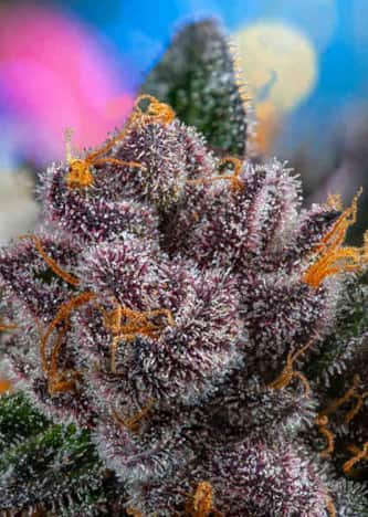 Red Strawberry Banana Auto > Sweet Seeds | Cannabis seeds recommendations  |  TOP 10 Auto Flowering