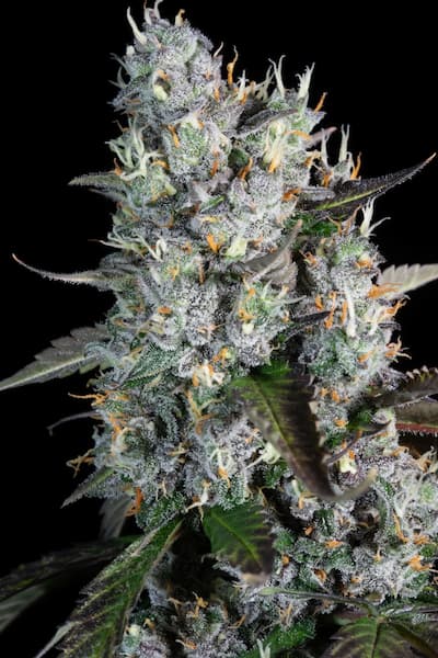 Red Velvet Auto > Paradise Seeds | Autoflowering Cannabis   |  Hybrid