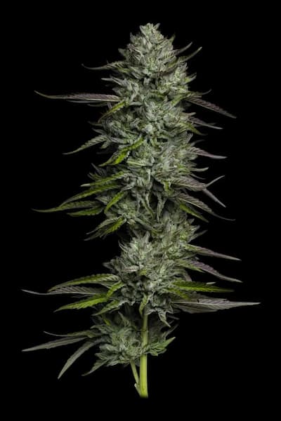Redemption Indica Seed > Humboldt Seed Company | Feminized Cannabis   |  Indica