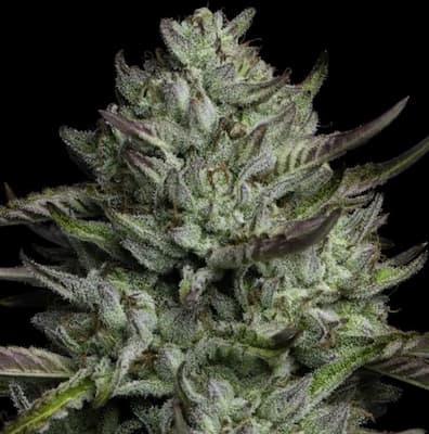 Redemption Indica 5