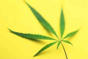 Regular Marijuana Seeds | Hybrid | THC <10%