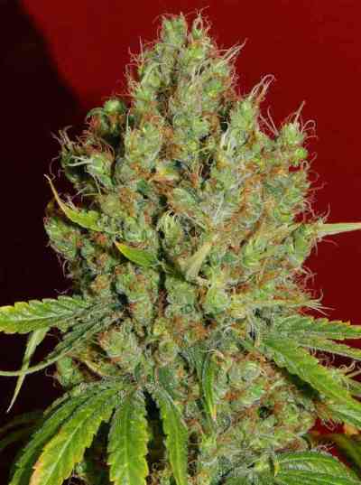 Renaissance > French Touch Seeds | Regular Marijuana   |  Sativa