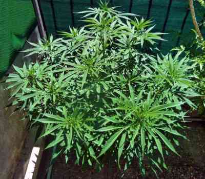 Renaissance > French Touch Seeds | Regular Marijuana   |  Sativa