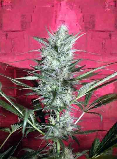 Renaissance > French Touch Seeds | Regular Marijuana   |  Sativa