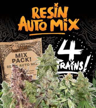 Resin Auto Mix > Seed Stockers | Graines Autofloraison  |  Hybride