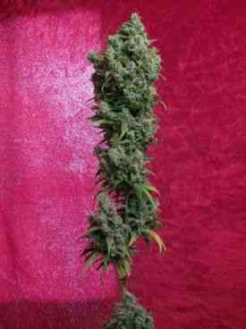 Respect > Reggae Seeds | Regular Marijuana   |  Hybrid