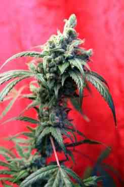 Respect > Reggae Seeds | Regular Marijuana   |  Hybrid