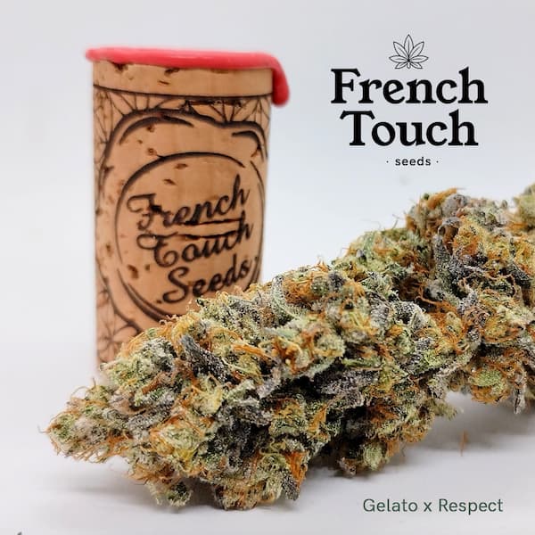 Respeto Seed > French Touch Seeds | Feminized Cannabis   |  Sativa