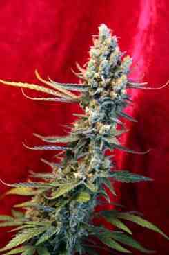 Revolution > Reggae Seeds | Regular Marijuana   |  Hybrid