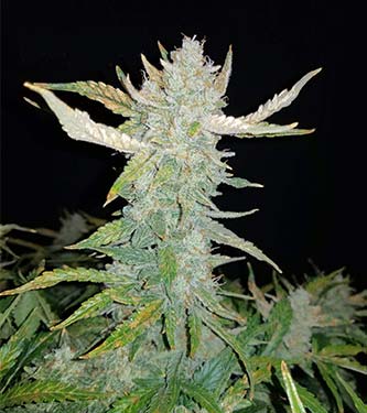 Rhino Ryder > Fast Buds Company | Autoflowering Cannabis   |  Hybrid