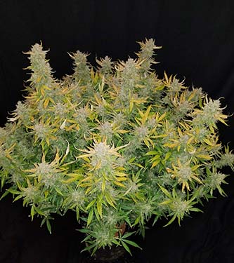 Rhino Ryder > Fast Buds Company | Graines Autofloraison  |  Hybride