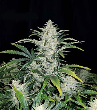 Rhino Ryder > Fast Buds Company | Graines Autofloraison  |  Hybride