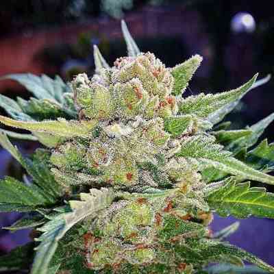 Rhino Ryder > Fast Buds Company | Graines Autofloraison  |  Hybride