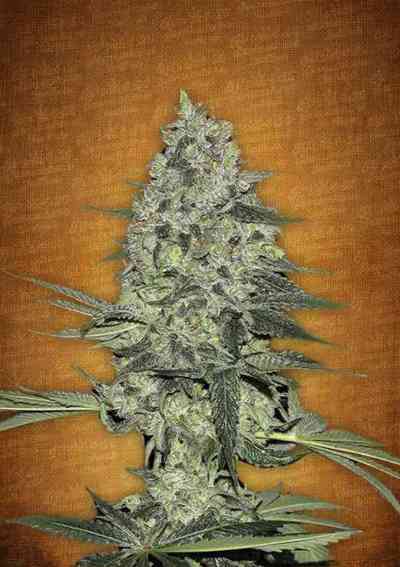 Rhino Ryder > Fast Buds Company | Autoflowering Cannabis   |  Hybrid