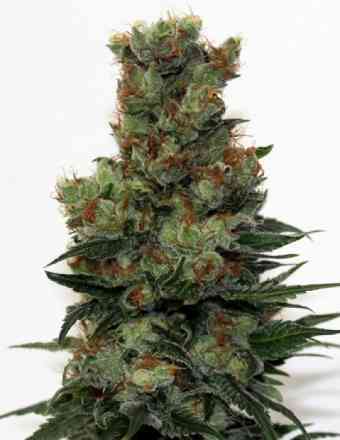 Ripper Badazz > Ripper Seeds | Feminized Marijuana   |  Indica