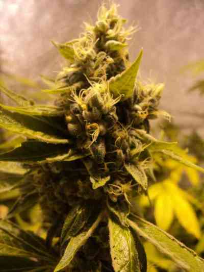 Ripper Badazz > Ripper Seeds | Feminized Marijuana   |  Indica