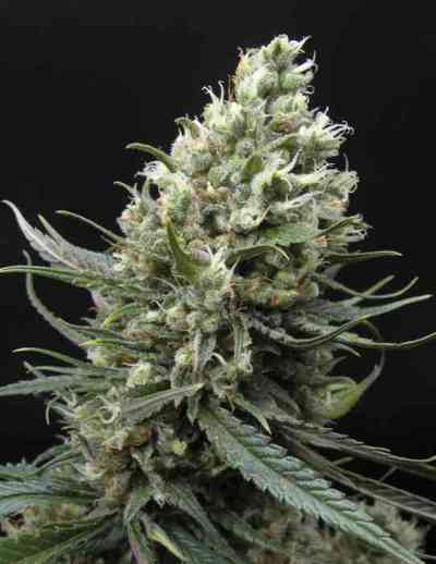 Ripper Haze > Ripper Seeds | Semillas feminizadas  |  Sativa