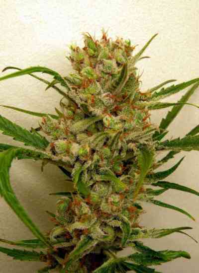 Ripper Haze > Ripper Seeds | Semillas feminizadas  |  Sativa