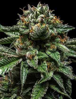 ChemPie > Ripper Seeds | Feminized Marijuana   |  Sativa