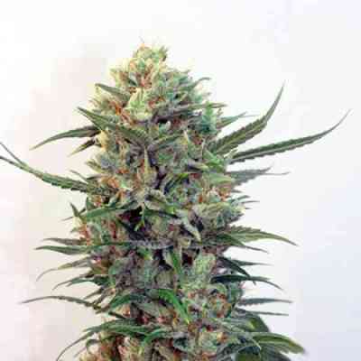 Toxic > Ripper Seeds | Feminized Marijuana   |  hybrid