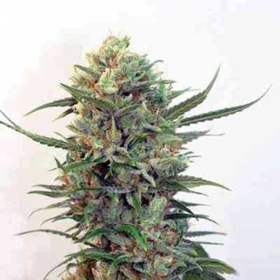 Toxic > Ripper Seeds | Semillas feminizadas  |  Híbrido