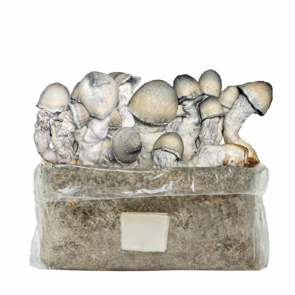 Ripple Rilla Easy Grow Bag > Zauberpilze | Zauberpilze / Magic Mushrooms