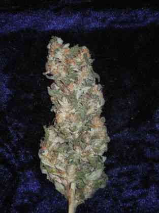 Rishi Kush > Mandala Seeds | Regular Marijuana   |  Hybrid