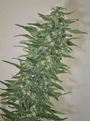 Rishi Kush > Mandala Seeds | Graines Normal  |  Hybride