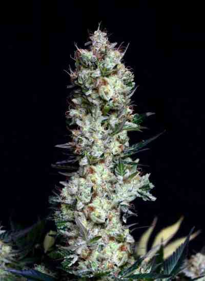 Rittus Haze > Absolute Cannabis Seeds | Feminized Marijuana   |  Sativa