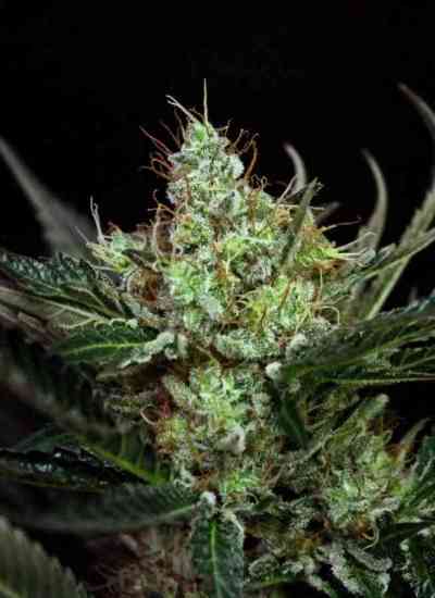 Rittus Haze > Absolute Cannabis Seeds