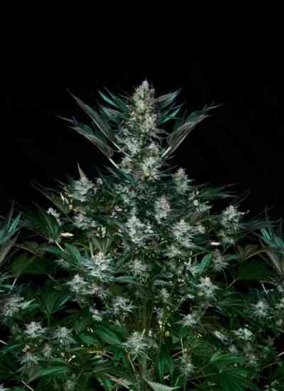 Rittus Haze > Absolute Cannabis Seeds