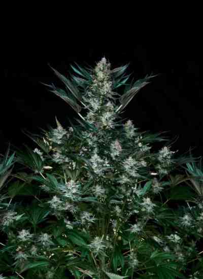 Rittus Haze > Absolute Cannabis Seeds | Feminisierte Hanfsamen  |  Sativa