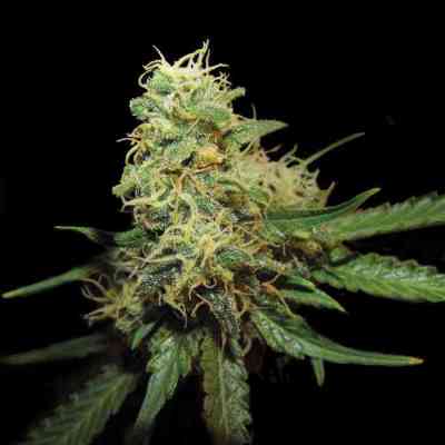 R.K.S. > Grow Your Own | Feminized Marijuana   |  hybrid