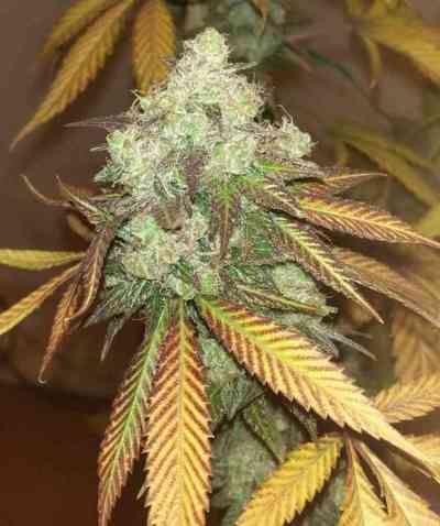 R.K.S. > Grow Your Own | Feminized Marijuana   |  hybrid