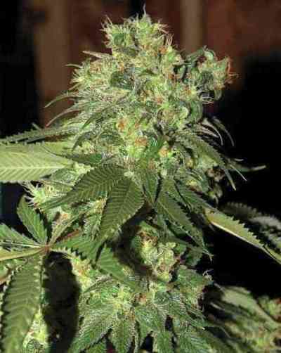 R.K.S. > Grow Your Own | Feminized Marijuana   |  hybrid