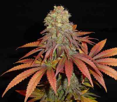 Rock Bud > Soma Seeds | Feminized Marijuana   |  Indica