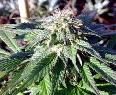Rock Bud > Soma Seeds | Feminized Marijuana   |  Indica