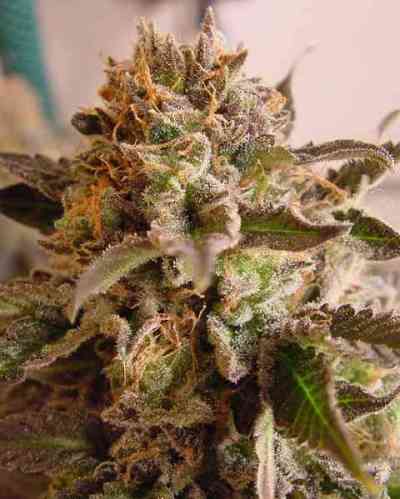 Rock Bud > Soma Seeds | Feminisierte Hanfsamen  |  Indica