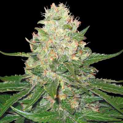 Rocklock > Grow Your Own | Feminisierte Hanfsamen  |  Indica