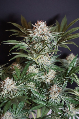 Rocky Melon > Karma Genetics | Feminisierte Hanfsamen  |  Hybrid