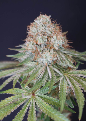 Rocky Melon > Karma Genetics | Feminisierte Hanfsamen  |  Hybrid