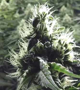 Rollex OG Kush > The Devil\'s Harvest Seed Company | Feminisierte Hanfsamen  |  Hybrid