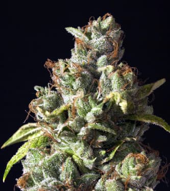 Rollex OG Kush > The Devil\'s Harvest Seed Company | Graines Féminisées  |  Hybride