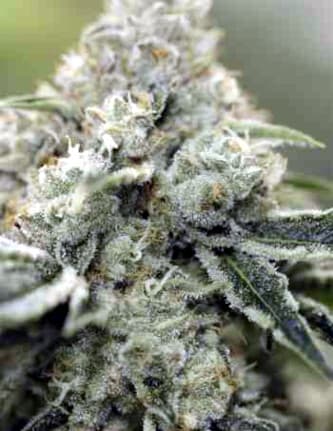 Rollex OG Kush > The Devil\'s Harvest Seed Company | Feminisierte Hanfsamen  |  Hybrid