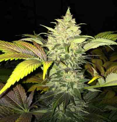 Roof 95 > TH Seeds | Feminisierte Hanfsamen  |  Indica