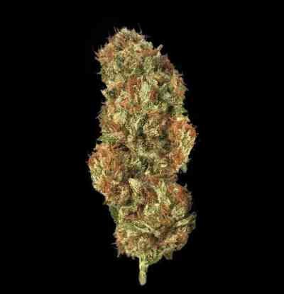 Roof 95 > TH Seeds | Feminized Marijuana   |  Indica