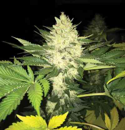 Roof 95 > TH Seeds | Feminisierte Hanfsamen  |  Indica