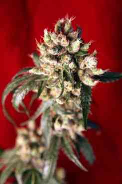 Roots > Reggae Seeds | Semillas Regulares  |  Sativa